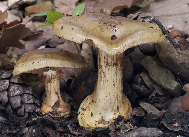 Cortinarius odoratus